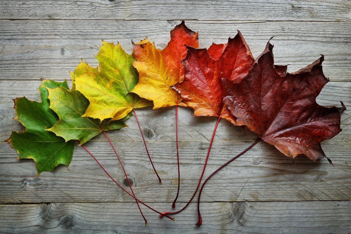 leaves changing color