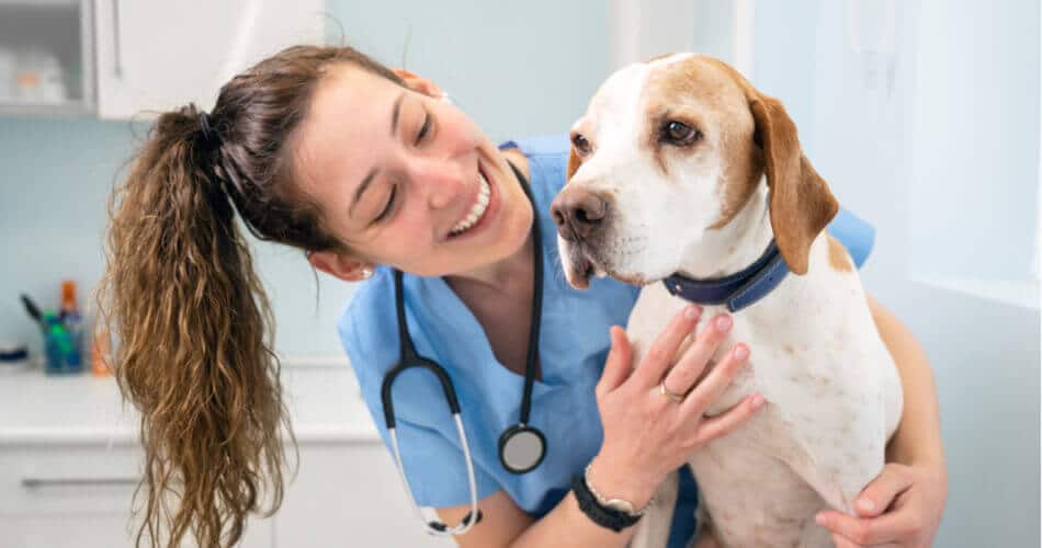 ¿Cubre el seguro de mascotas la esterilización?